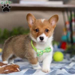 Duke, Pembroke Welsh Corgi Puppy